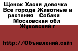 Щенок Хаски девочка - Все города Животные и растения » Собаки   . Московская обл.,Жуковский г.